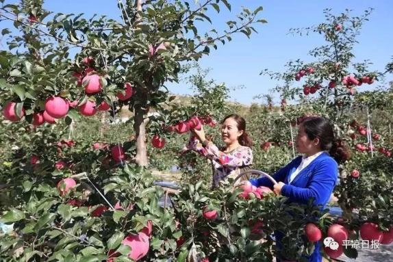 甘肅靈臺(tái)縣：蘋果紅了，果農(nóng)的錢袋子鼓了